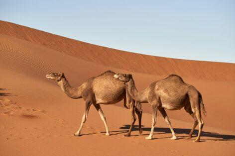 Exotic: camel’s milk may be the new cow’s milk