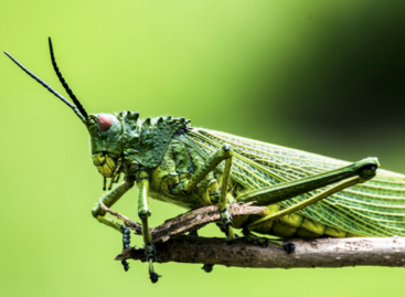 Új távlatokat nyithat a rovarpiacon az Agroloop és a Széchenyi István Egyetem együttműködése
