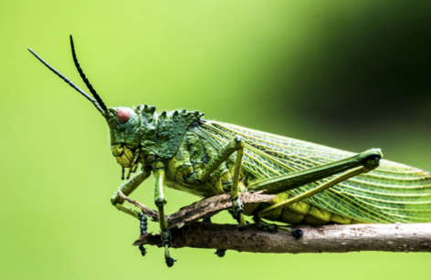 Új távlatokat nyithat a rovarpiacon az Agroloop és a Széchenyi István Egyetem együttműködése