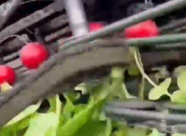 Endless radish fields – Video of the day