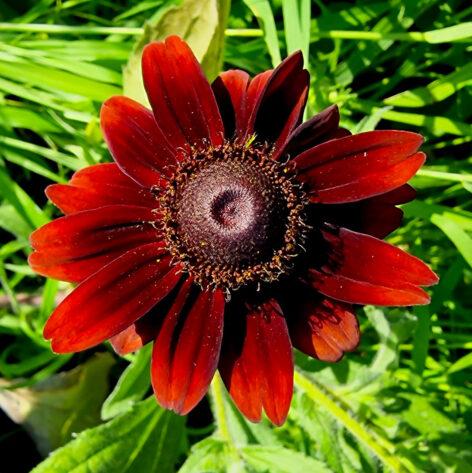 Shady Girl cone flower, MATE’s new official variety