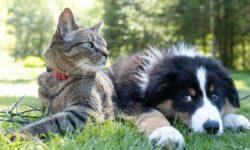 Pet Owners Spent More Than €182bn Worldwide Last Year
