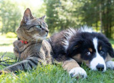 Pet Owners Spent More Than €182bn Worldwide Last Year