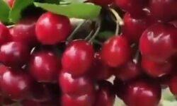 (HU) Cseresznyefürtök – A nap videója