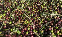 Nagyot nőhet az olívaolaj ára