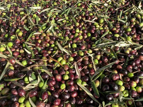 Nagyot nőhet az olívaolaj ára
