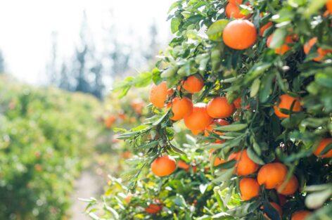 Tovább drágítja a narancslevet a gyenge brazil termés