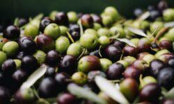 Olive Oil Industry: Renewal Needed for Sustainability