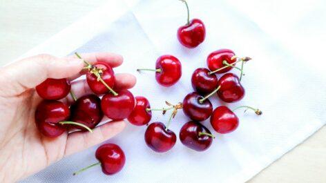NAK – FruitVeb: from the beginning of June, even more cherries will be on the market