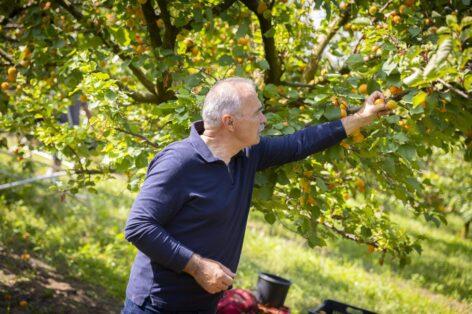 We can expect a long apricot season