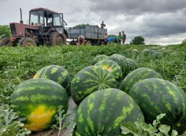 Domestic melons arrive earlier this year