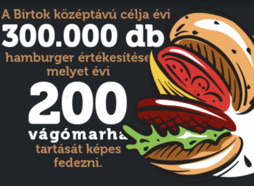 Annual sales of 300,000 hamburgers ensure the survival of 700 gray cattle