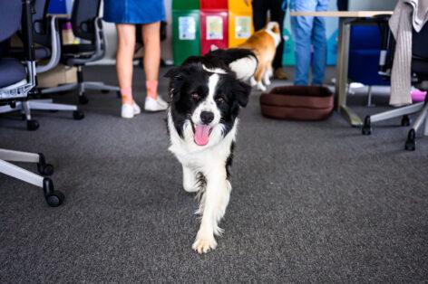 This is how to prepare our four-legged pets for the time spent in the office