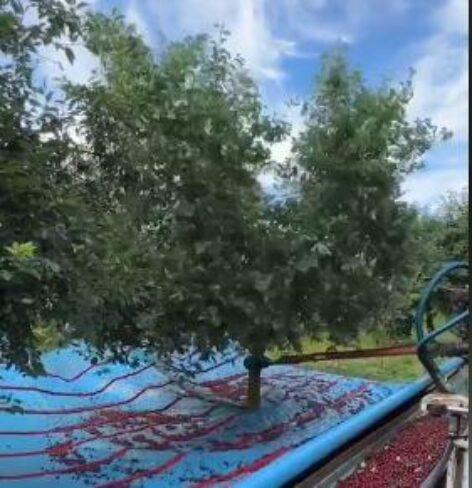 Large-scale cherry harvest – Video of the day