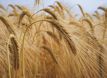 The producer price of edible wheat rose by 12 percent