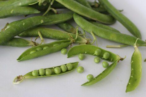 Green pea growers are ending a difficult year