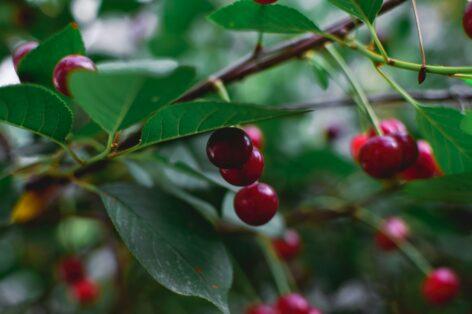 The sour cherry crop is decreasing, prices are increasing