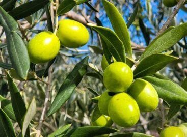 Spain removes VAT on olive oil to boost flagging industry