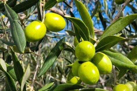 Az áfa eltörlésével igyekszik Spanyolország felrázni az olívaolaj-iparágat