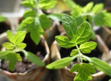 The retail distribution of vegetable seedlings was controlled by Nébih