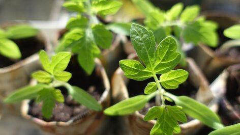 The retail distribution of vegetable seedlings was controlled by Nébih