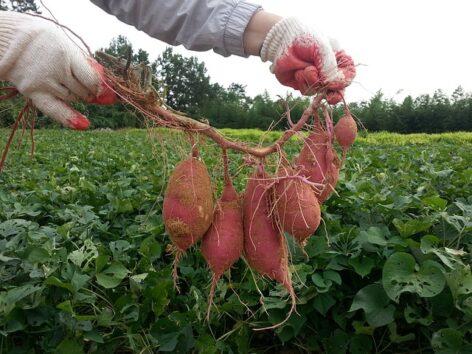 A virus threatening sweet potatoes has appeared in domestic propagating material production