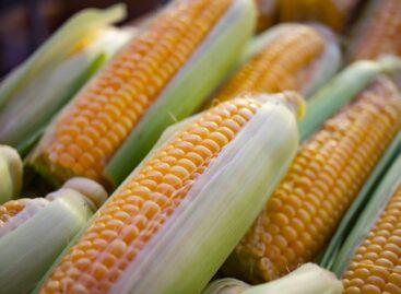 Sweet corn is available for pennies