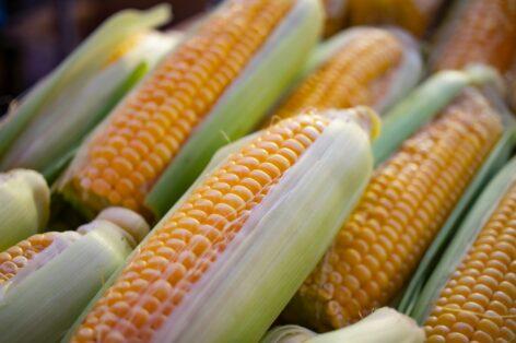 Sweet corn is available for pennies