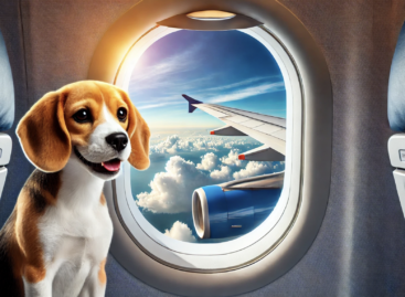 There is already an airline with dogs