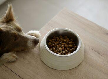 Britain first in Europe to approve lab-grown meat for pet food