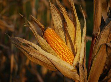 Sweet corn cultivation in Hungary: the heat is a problem