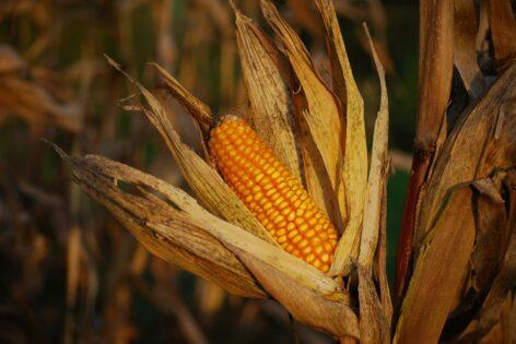 Sweet corn cultivation in Hungary: the heat is a problem