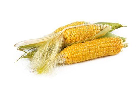 Fresh Hungarian sweet corn is delicious both baked and boiled