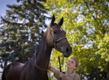 The European breeding inspection of Turkmen horses began in Bábolna