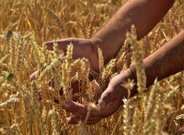 FAO: rekordszintű lehet a világ idei gabonatermése