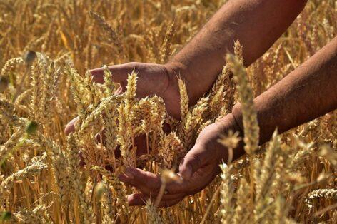 FAO: this year’s world grain harvest could be at a record level