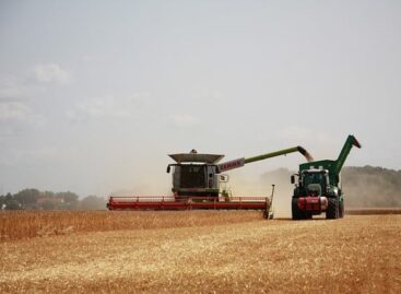 The harvest of the ear crops in Békés county has been completed