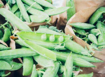 Serious decline in Hungarian green pea production