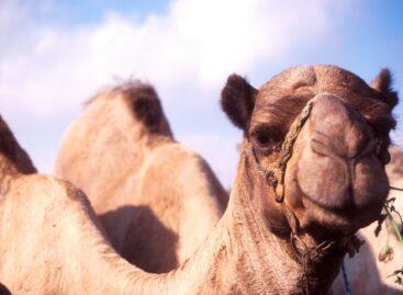 A Chadian delegation is studying the processing of camel milk in Hungary