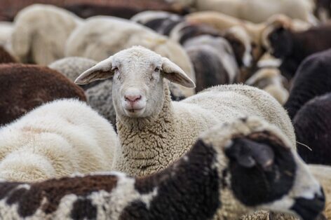 Favorable changes in the support system of the sheep sector