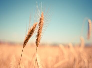 More wheat and barley were produced per hectare in Tolna