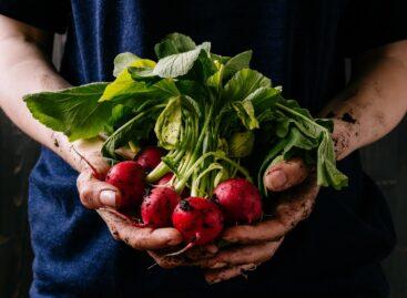 Saving surplus food from agriculture can be decisive