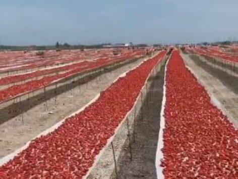 One kilometer of dried tomatoes – Video of the day