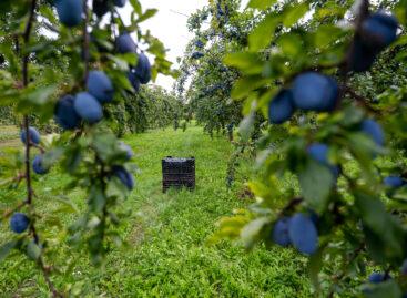 A balanced harvest is expected this year on domestic plum orchards