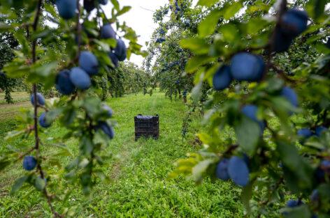 A balanced harvest is expected this year on domestic plum orchards