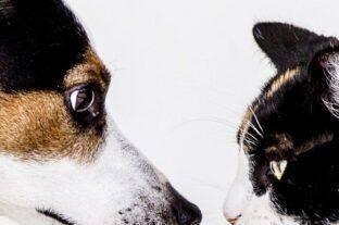 A gazdálkodók szalma felajánlásokkal segítik az állatmenhelyeket a hideg