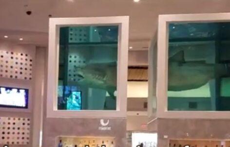 Six-meter shark in Las Vegas restaurant – Video of the day