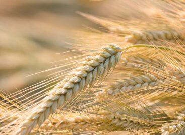 Seed association: sufficient autumn rye seed is available to farmers