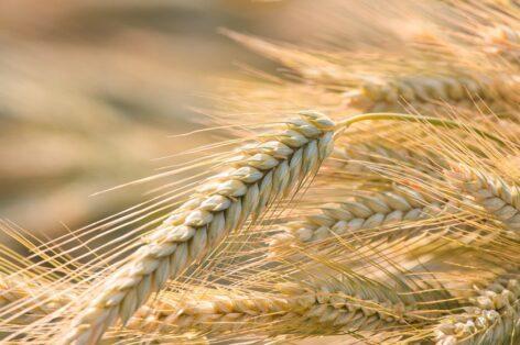 Seed association: sufficient autumn rye seed is available to farmers