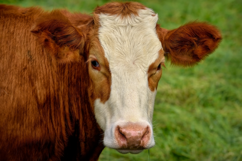 Kimutatták a kiskérődzők pestisének vírusát Zala vármegyében